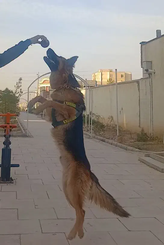 واگذاری ژرمن|سگ|ری, حمزهآباد|دیوار