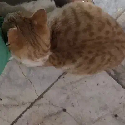 بچه گربه بازیگوش|گربه|زابل, |دیوار