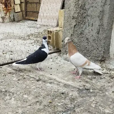 خوشرنگ سیاه موقلف پرنده|پرنده|قزوین, |دیوار