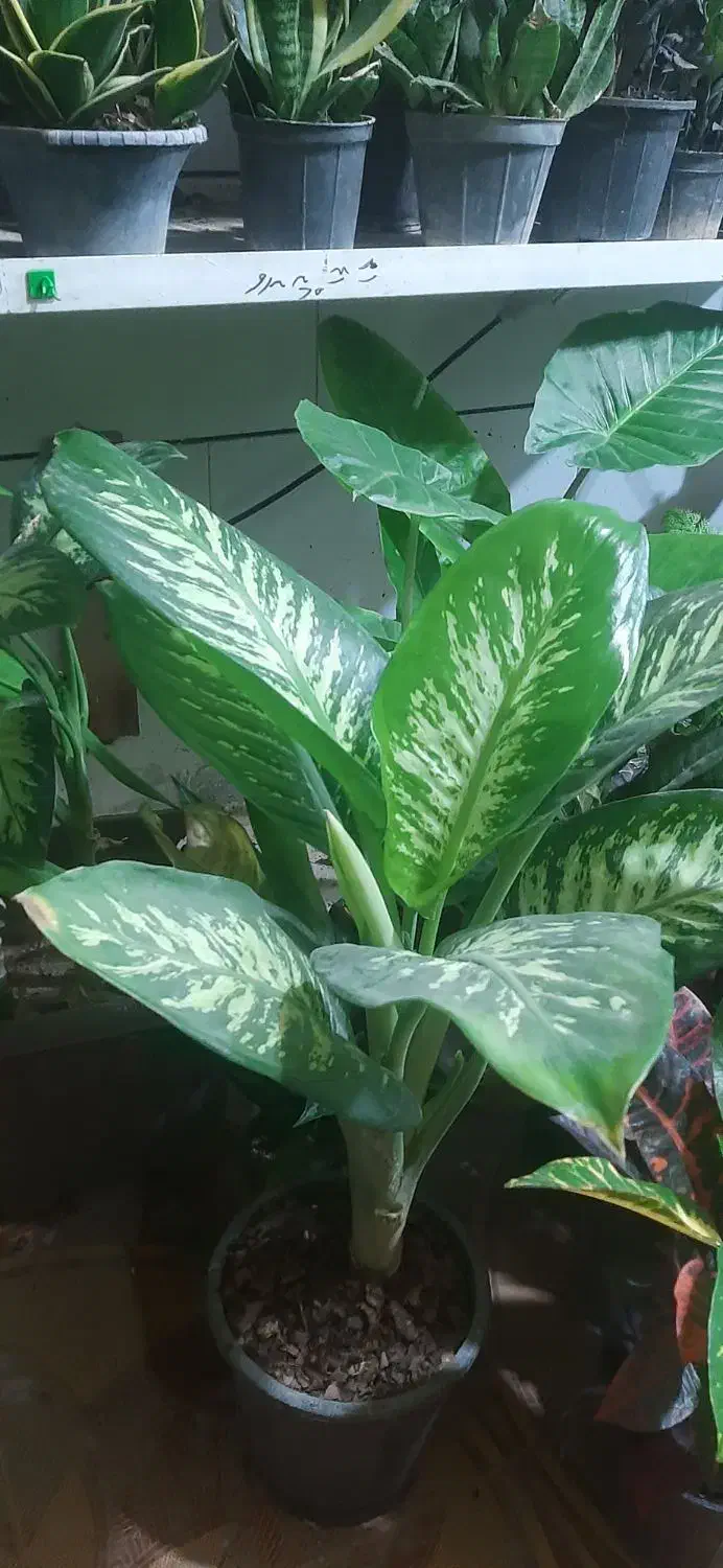 گلفروشی ارش|گل و گیاه طبیعی|لردگان, |دیوار