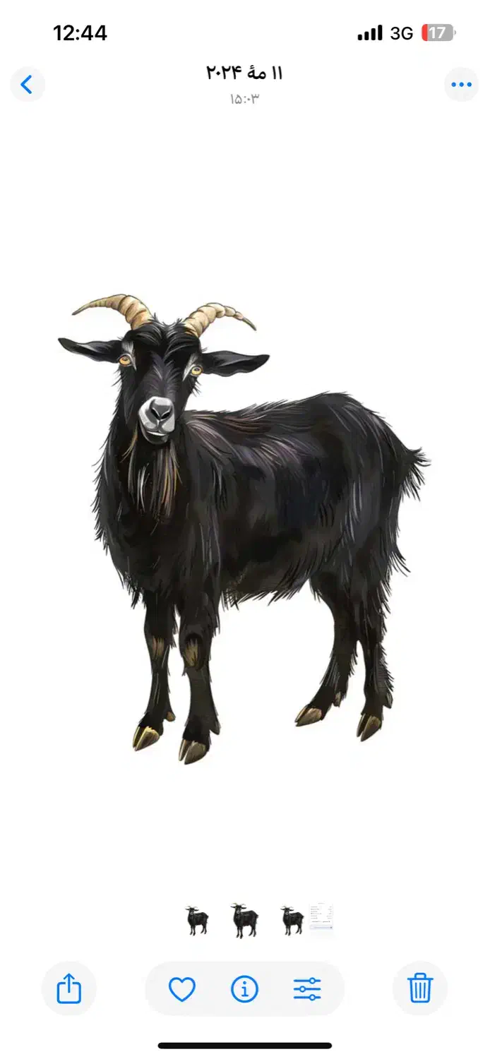 یک عددبزماده جوان ۲بارزاییده نژادخوب|حیوانات مزرعه|سمنان, |دیوار