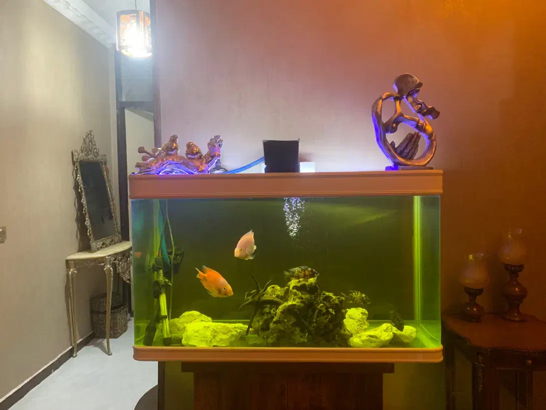 آکواریوم یک متری شیشه خم شرکتی|ماهی|خرمآباد, |دیوار