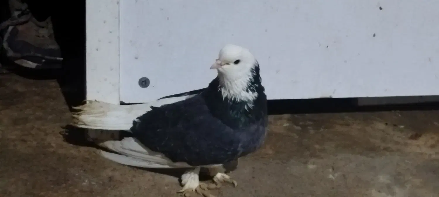 کبوتر|پرنده|علی‌آباد کتول, |دیوار