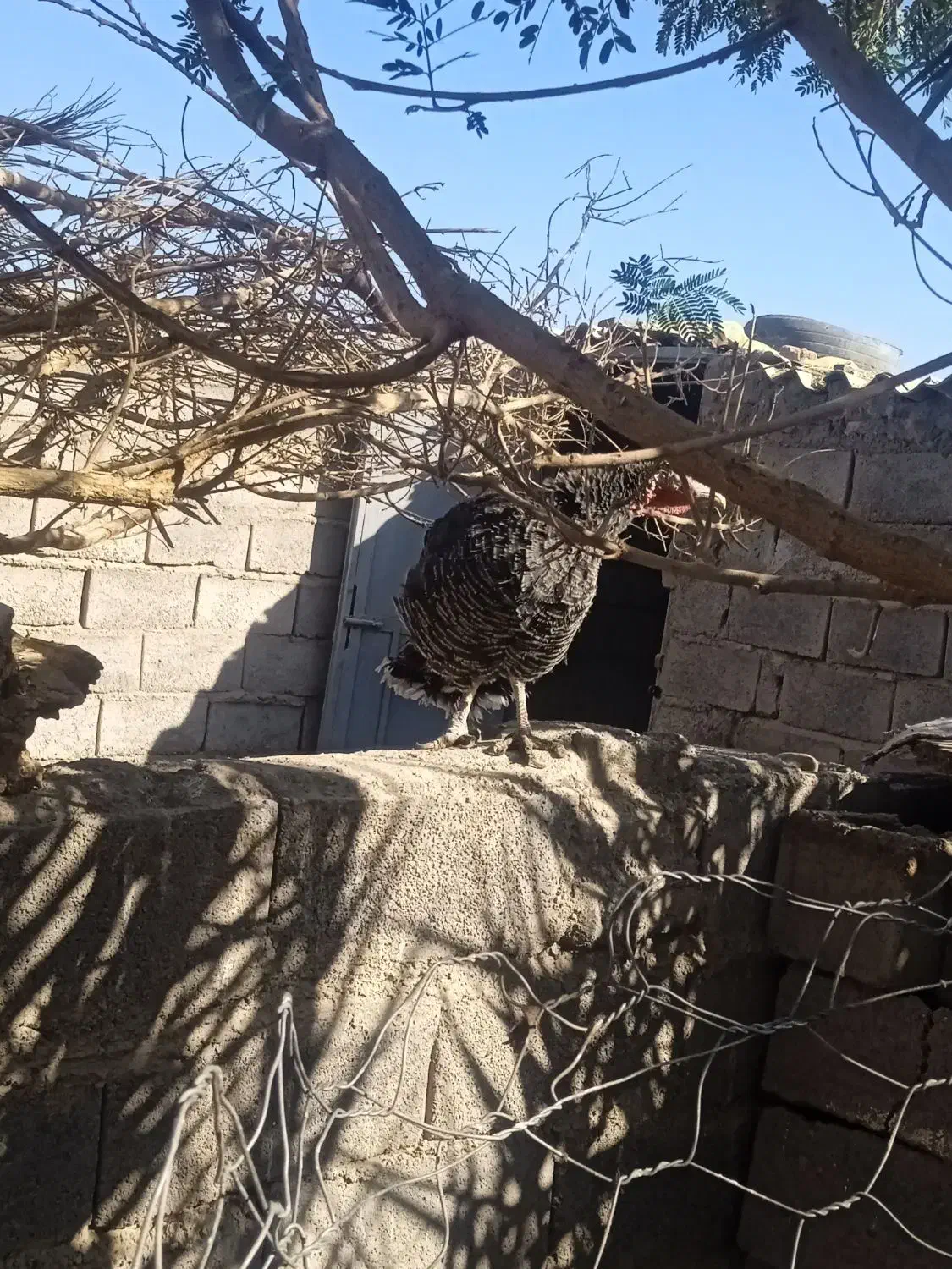 بوقلمو فروشی|حیوانات مزرعه|بم, |دیوار