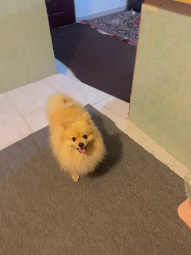 پامر نر جهت جفت گیری با ماده شما|سگ|ساری, |دیوار