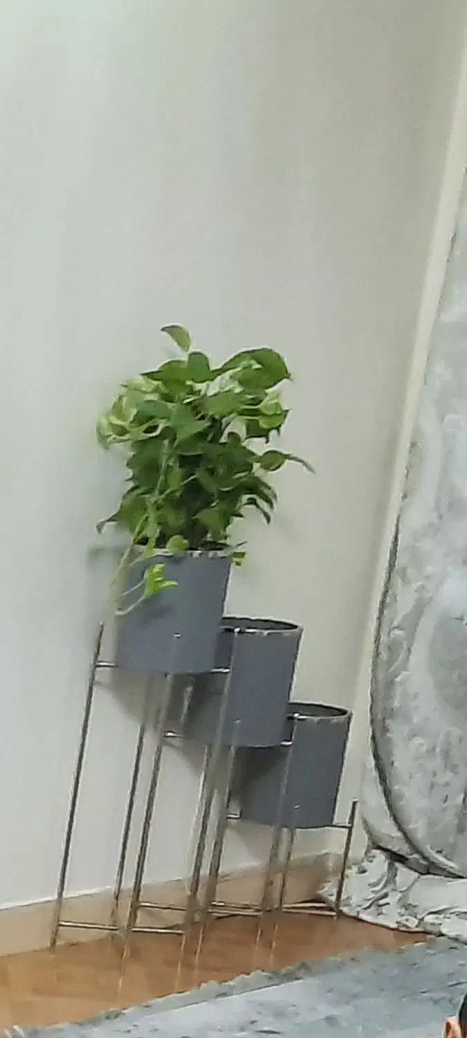 استند گلدان|گل و گیاه طبیعی|تهران, مشیریه|دیوار