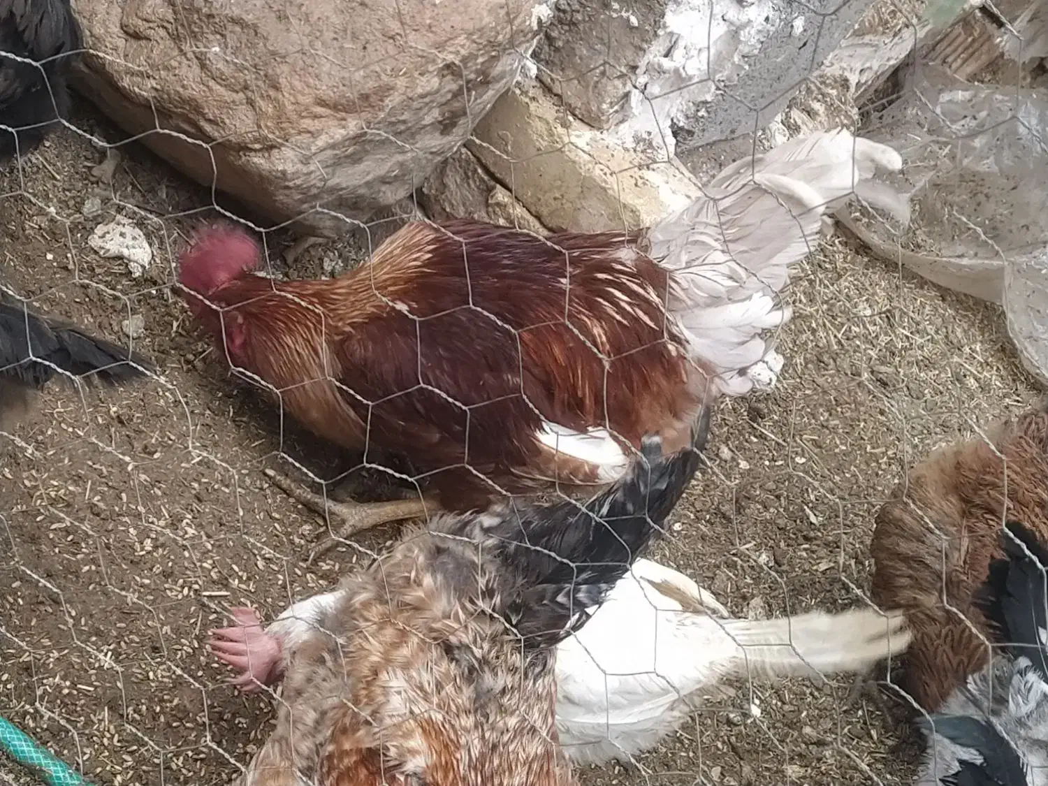 خروس تزیینی خیلی زیبا|پرنده|چادگان, |دیوار