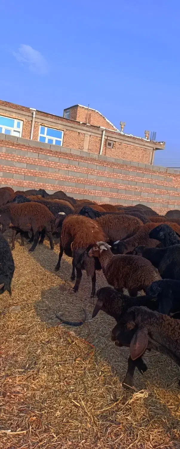 48 راس گوسفند عتیقه زاییده و آبستن سنگین|حیوانات مزرعه|تبریز, |دیوار