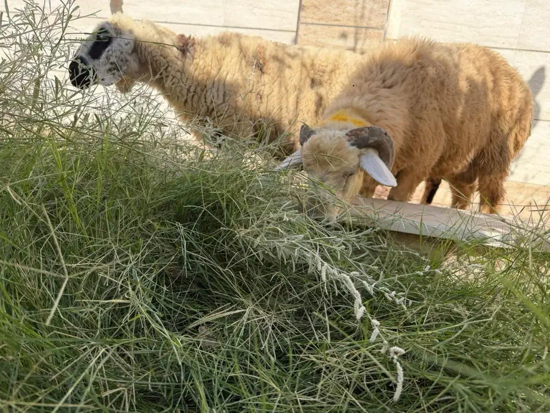 تعدادی بره و کهری|حیوانات مزرعه|بندرعباس, |دیوار