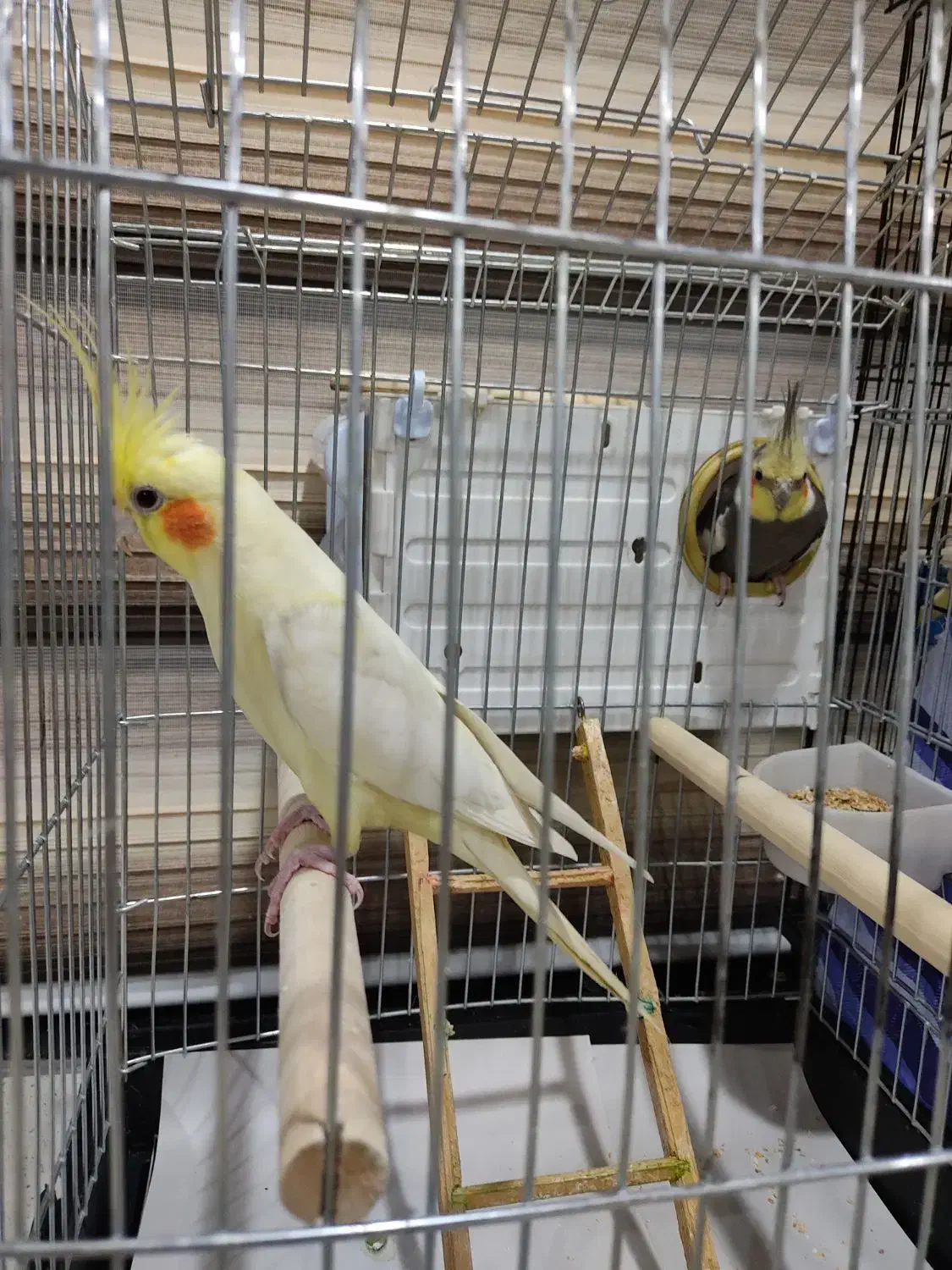 عروس هلندی|پرنده|قروه, |دیوار