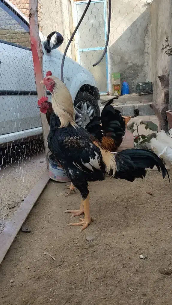 خروس زیبا|حیوانات مزرعه|سردشت, |دیوار