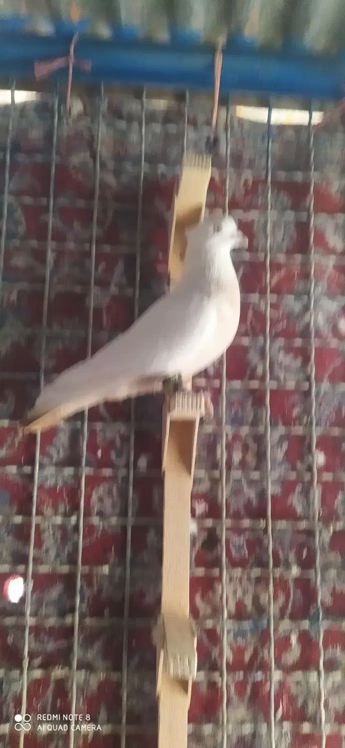 کبوتر دم زرد دم سفید|پرنده|مرودشت, کناره|دیوار