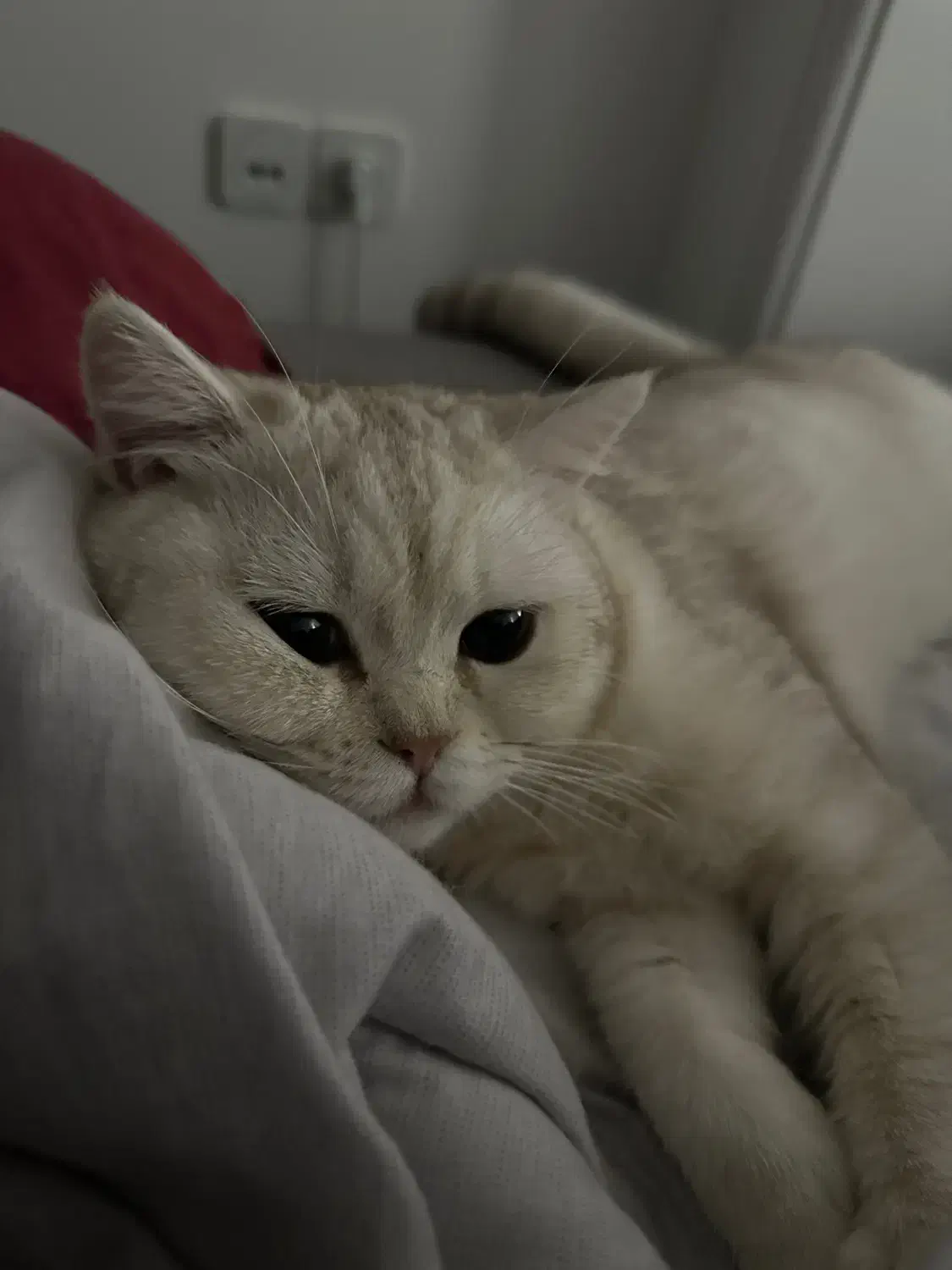 فروش گربه|گربه|قائم‌شهر, |دیوار