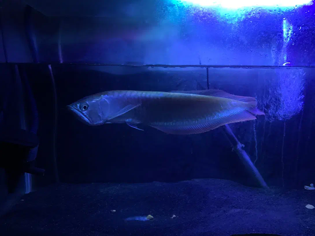 آروانا سیلور گریدA|ماهی|بوشهر, |دیوار