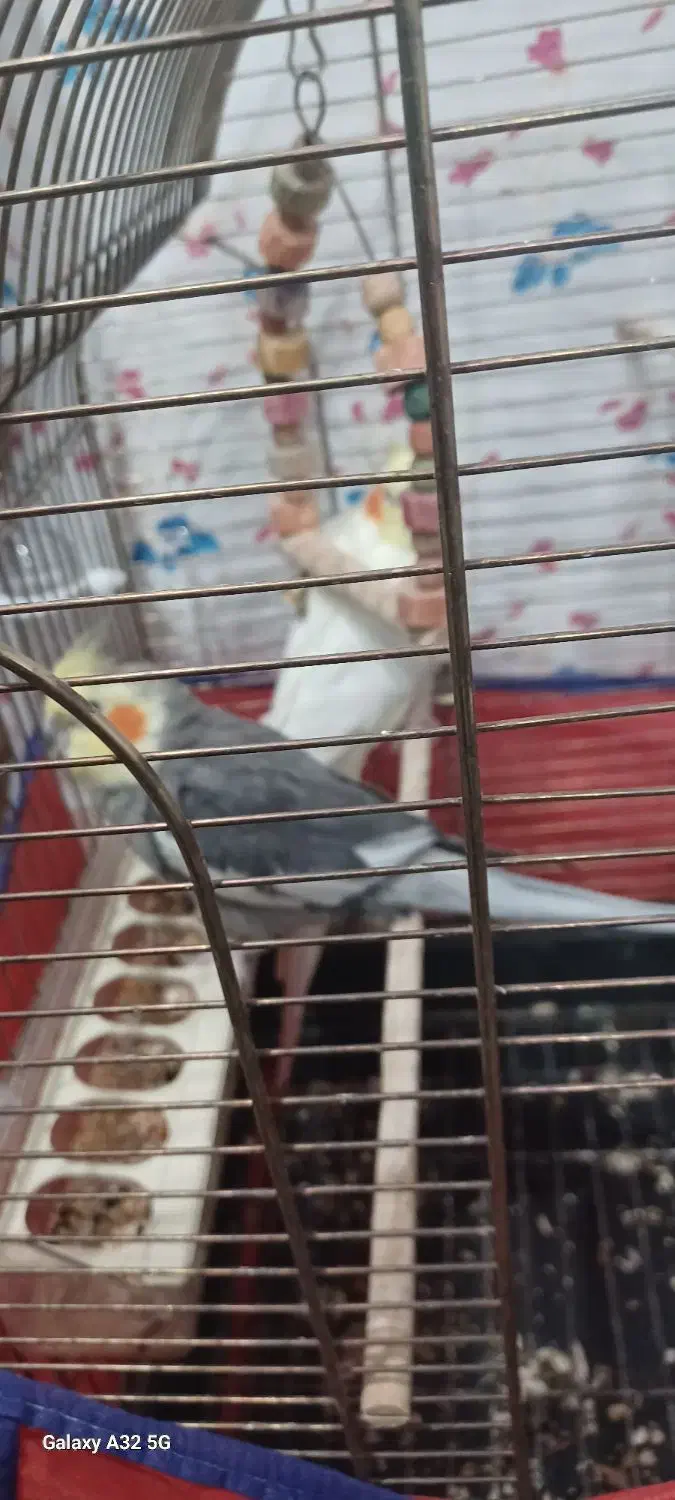 عروس هلندی نروماده مولد|پرنده|محمدشهر, شهرک چمران|دیوار