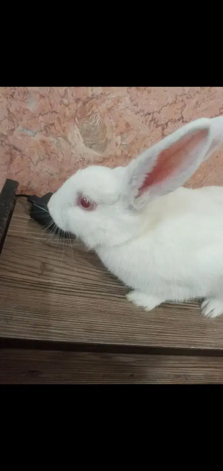 خرگوش بازیگوش|موش و خرگوش|مشهد, شهید قربانی|دیوار