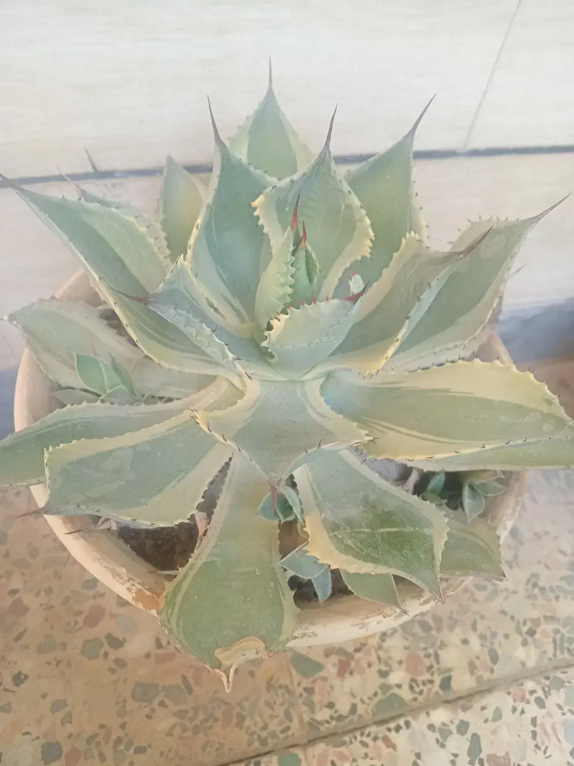 گل آگاو|گل و گیاه طبیعی|شهرکرد, |دیوار