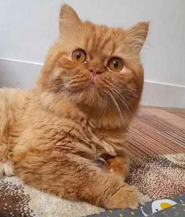 گربه پرشین و بریتیش|گربه|لاهیجان, شهید آوینی|دیوار