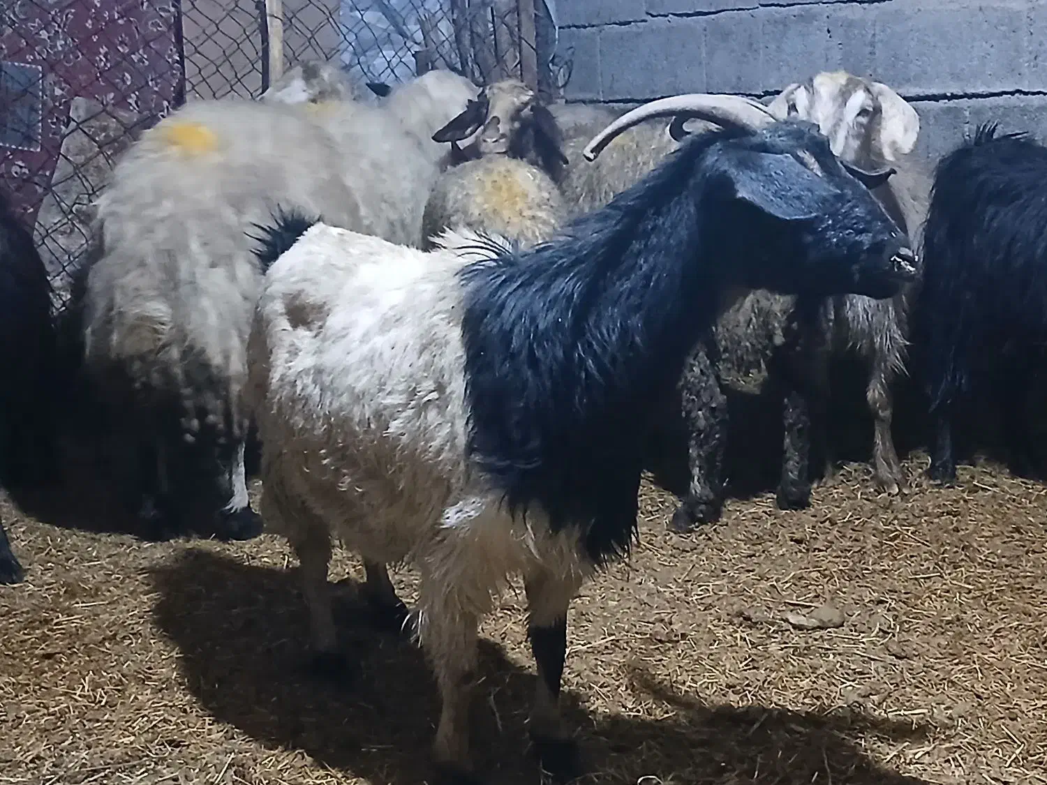 ۳عدد توشتیر تمام بتنی پروار|حیوانات مزرعه|ملکشاهی, |دیوار