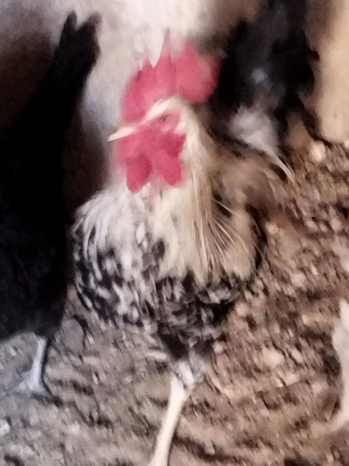 خروس بومی جوان|حیوانات مزرعه|شاهینشهر, گرگاب|دیوار