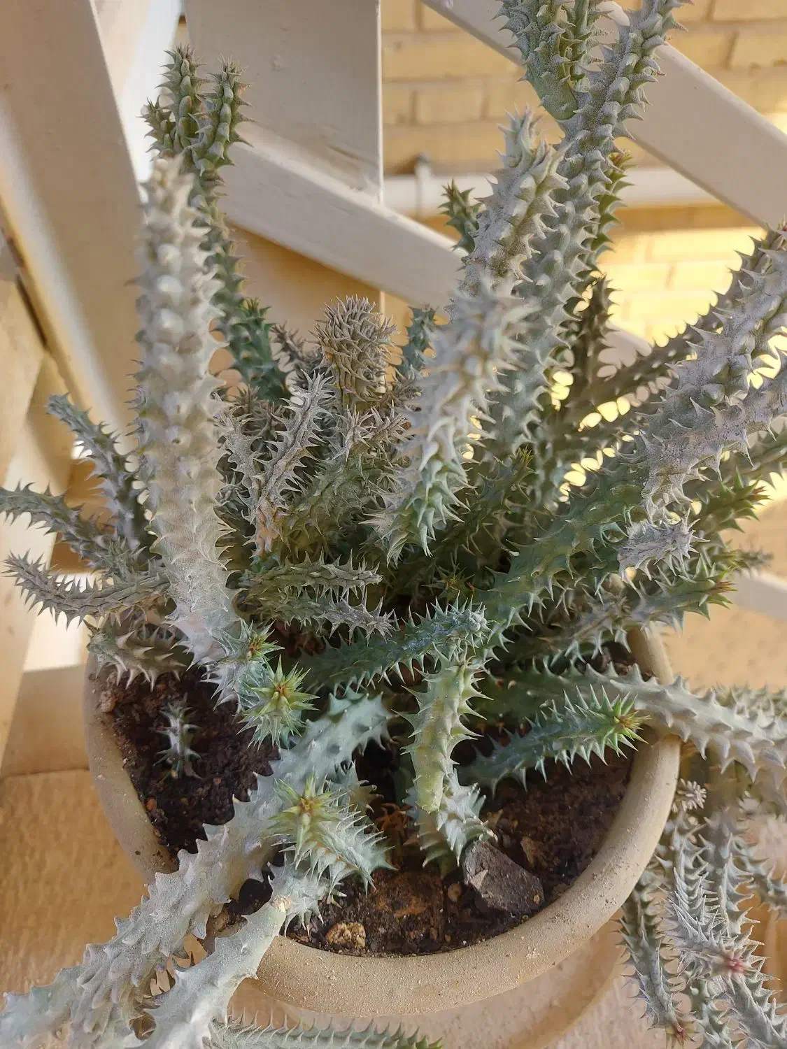 گل و گیاه طبیعی|گل و گیاه طبیعی|جم, |دیوار