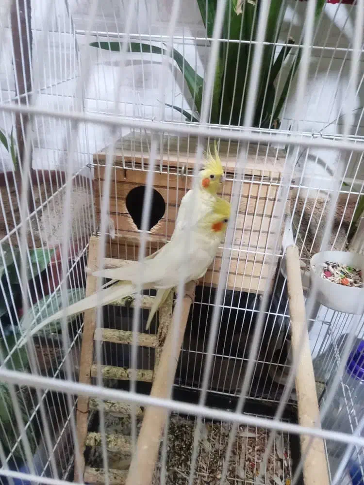 مرغ زینتی.عروش هلندی . کوتوله|پرنده|مرودشت, ثبت احوال|دیوار