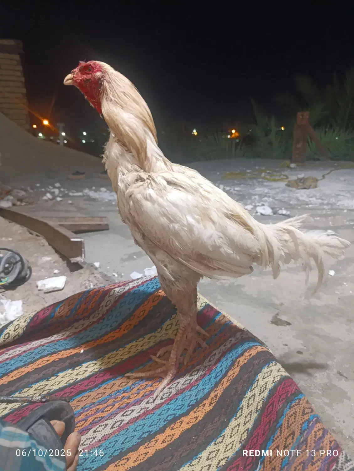 خروس لاری سفید|حیوانات|بم, |دیوار