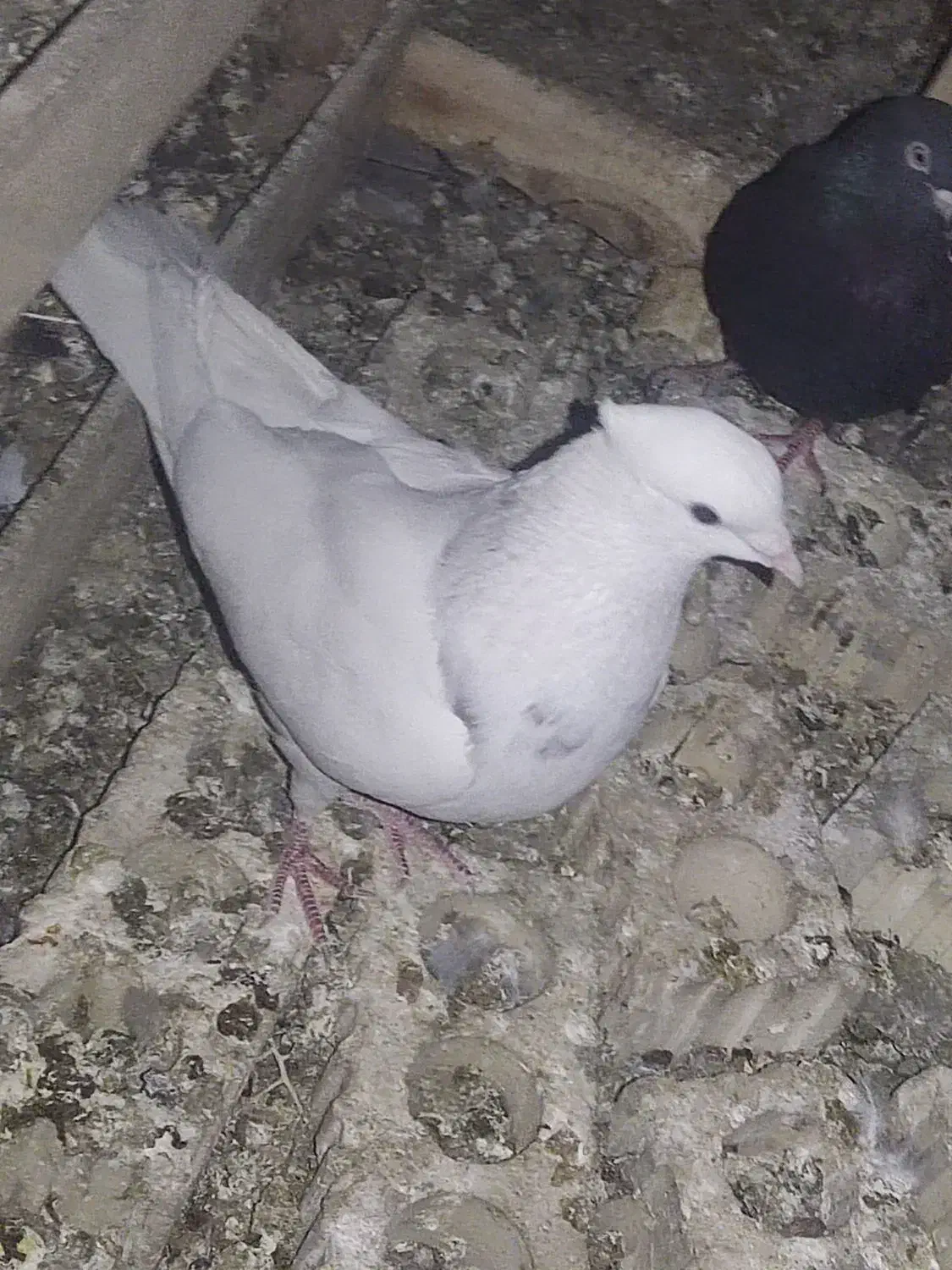 فروش کبوتر رنگی وپلاکی|پرنده|بهبهان, |دیوار