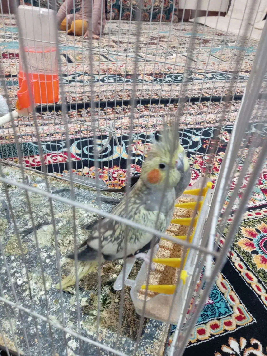 جفت عروس هلندی مفت|پرنده|تربت جام, فاز ۱ فرهنگیان|دیوار