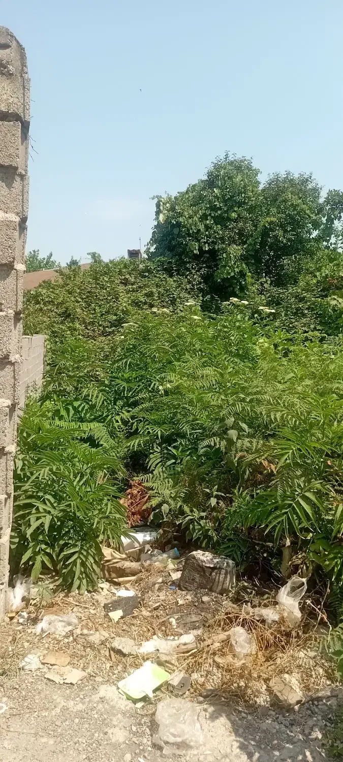 ۶۰ متر خرسندی|فروش زمین و ملک کلنگی|رشت, خرسندی|دیوار