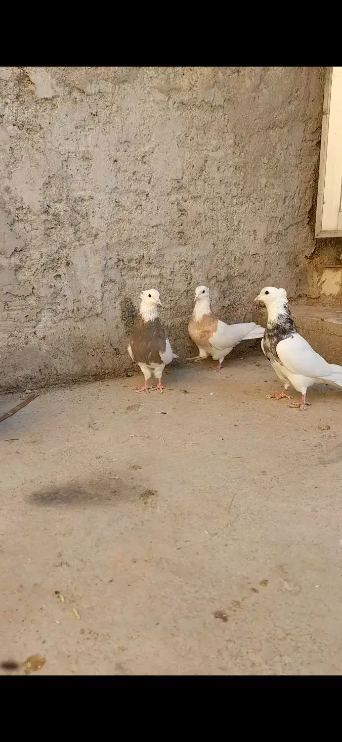 طوقی کرم اجری خال|پرنده|داران, |دیوار