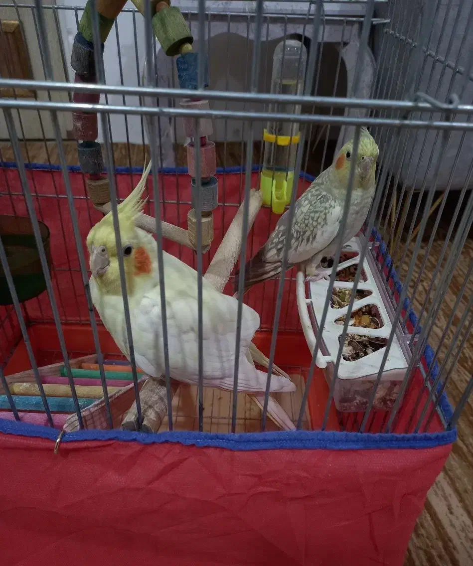 عروس هلندی|پرنده|سنندج, |دیوار