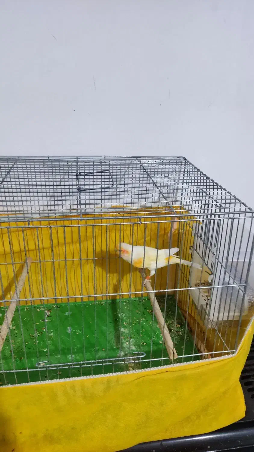 قناری موزاییکی|پرنده|محمدشهر, شهرک پیام (مهرالبرز)|دیوار