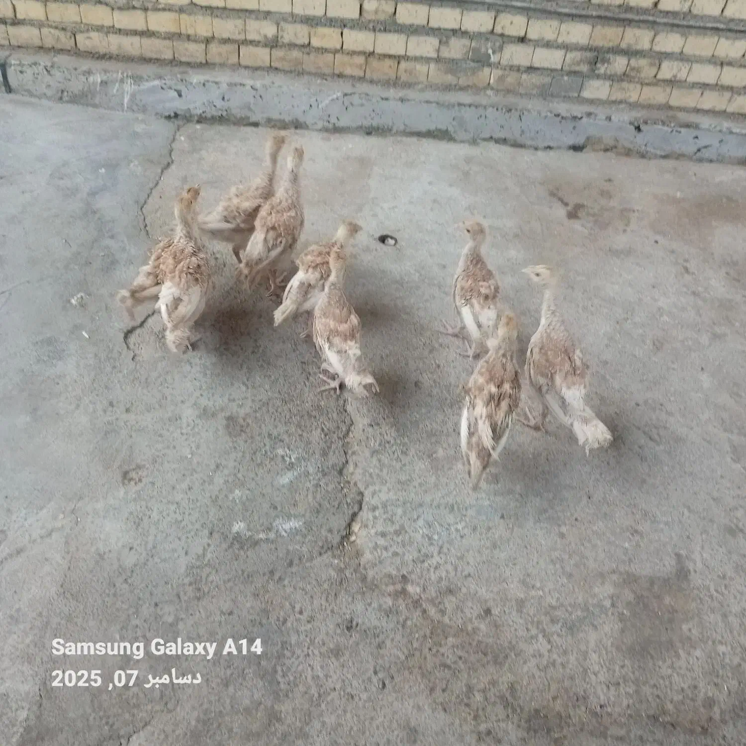 بوقلمون|حیوانات مزرعه|بندر ماهشهر, |دیوار