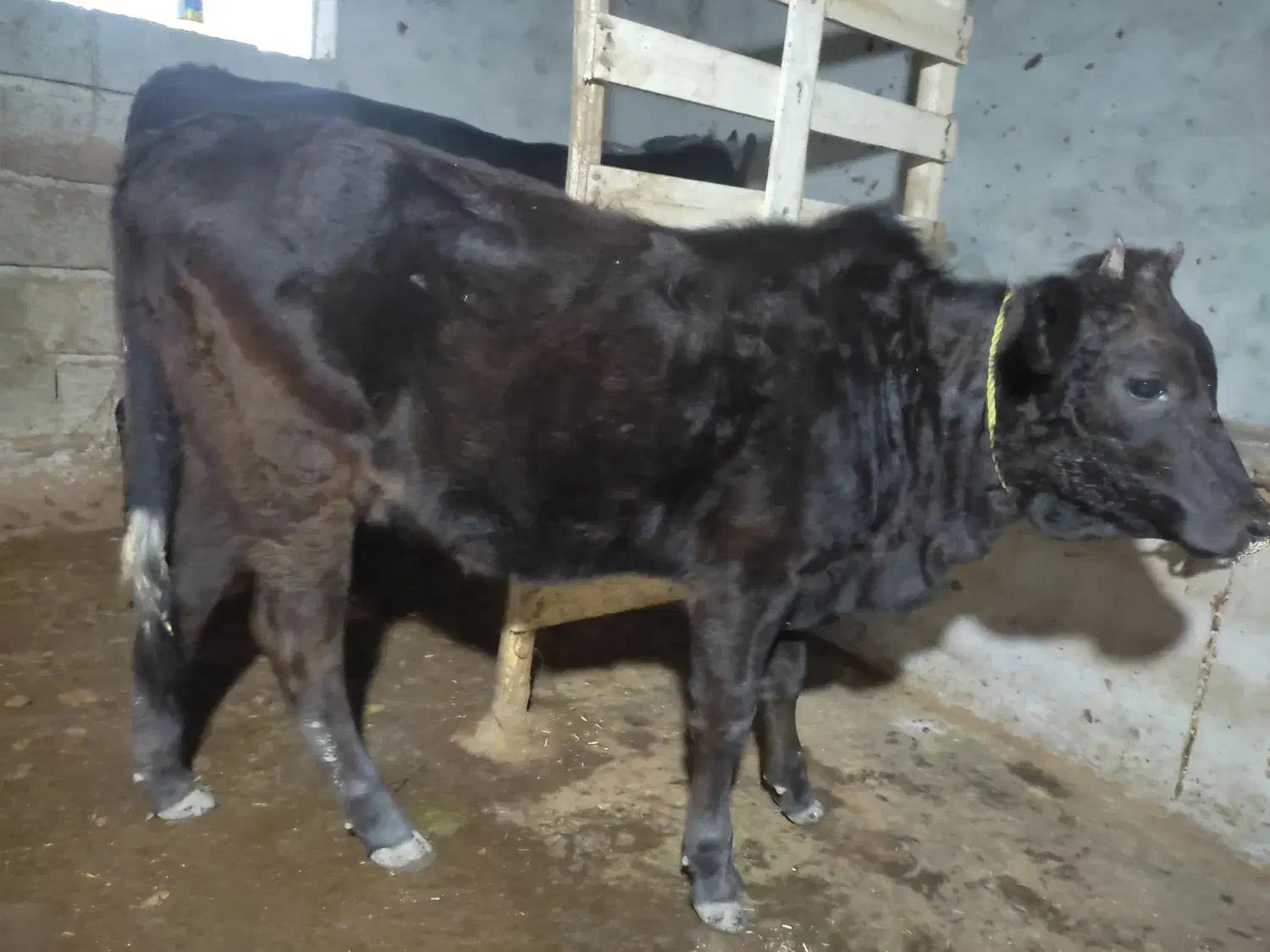 لیشه  چالوسی اصیل|حیوانات مزرعه|آستانه اشرفیه, |دیوار