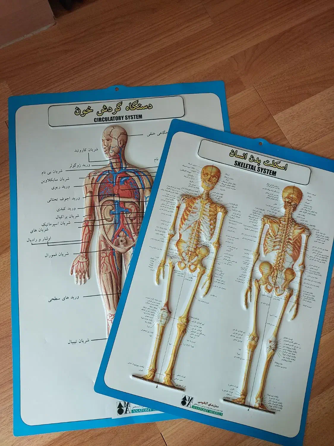 پوستر مدل آناتومی انسان برای رشته تجربی زیست شناسی|کتاب و مجله آموزشی|رشت, دیلمان|دیوار