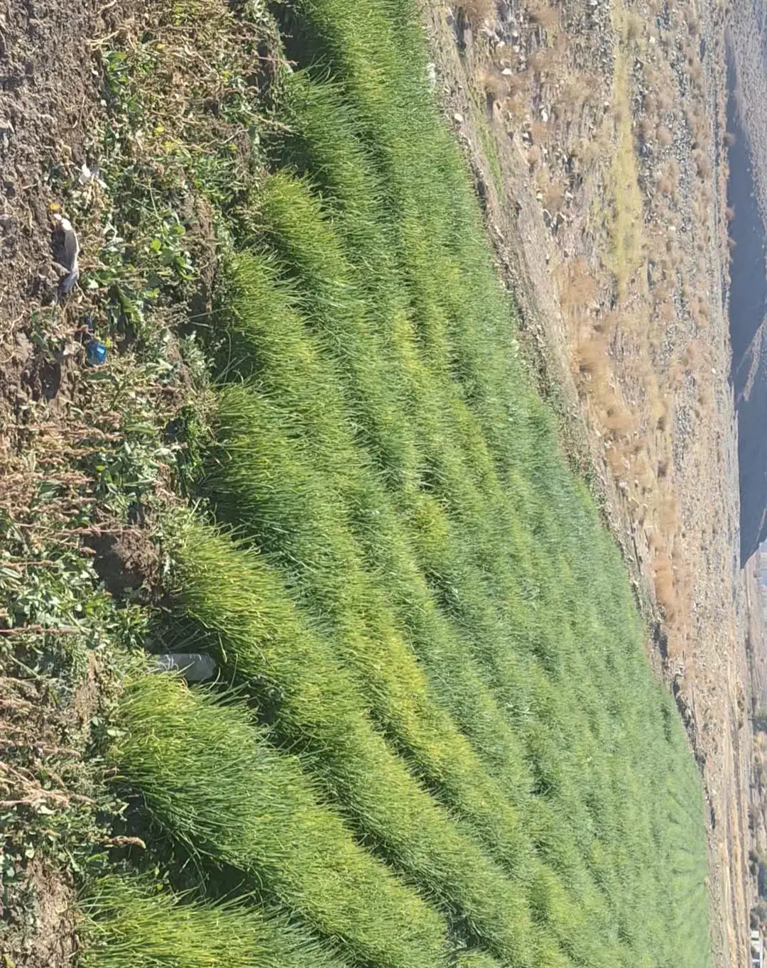 نشاع پیاز|عمدهفروشی|درب بهشت, |دیوار