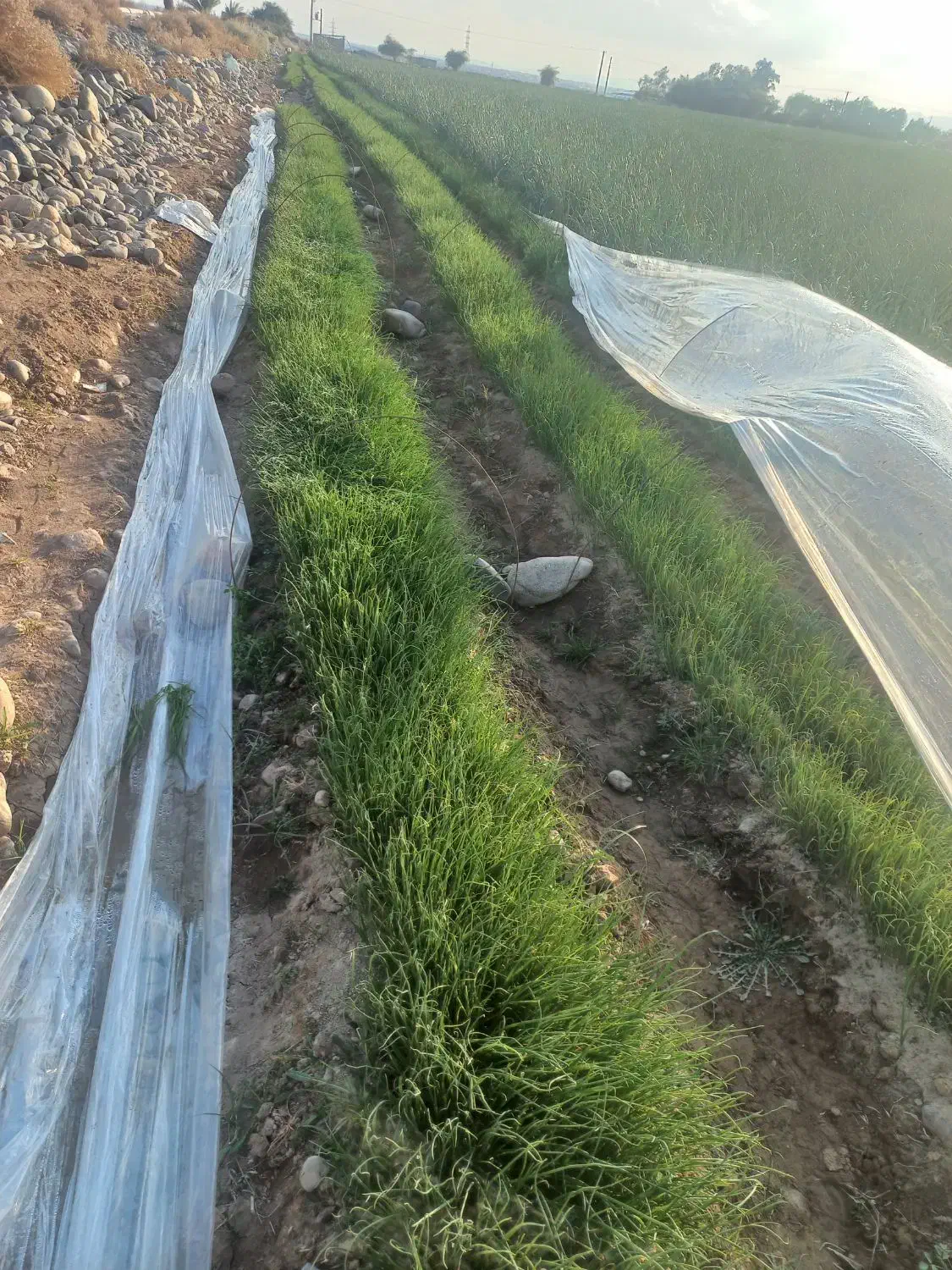 نهال پیاز|گل و گیاه طبیعی|جیرفت, |دیوار