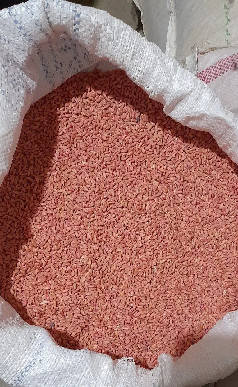 بذر گندم|عمدهفروشی|زاغه, |دیوار