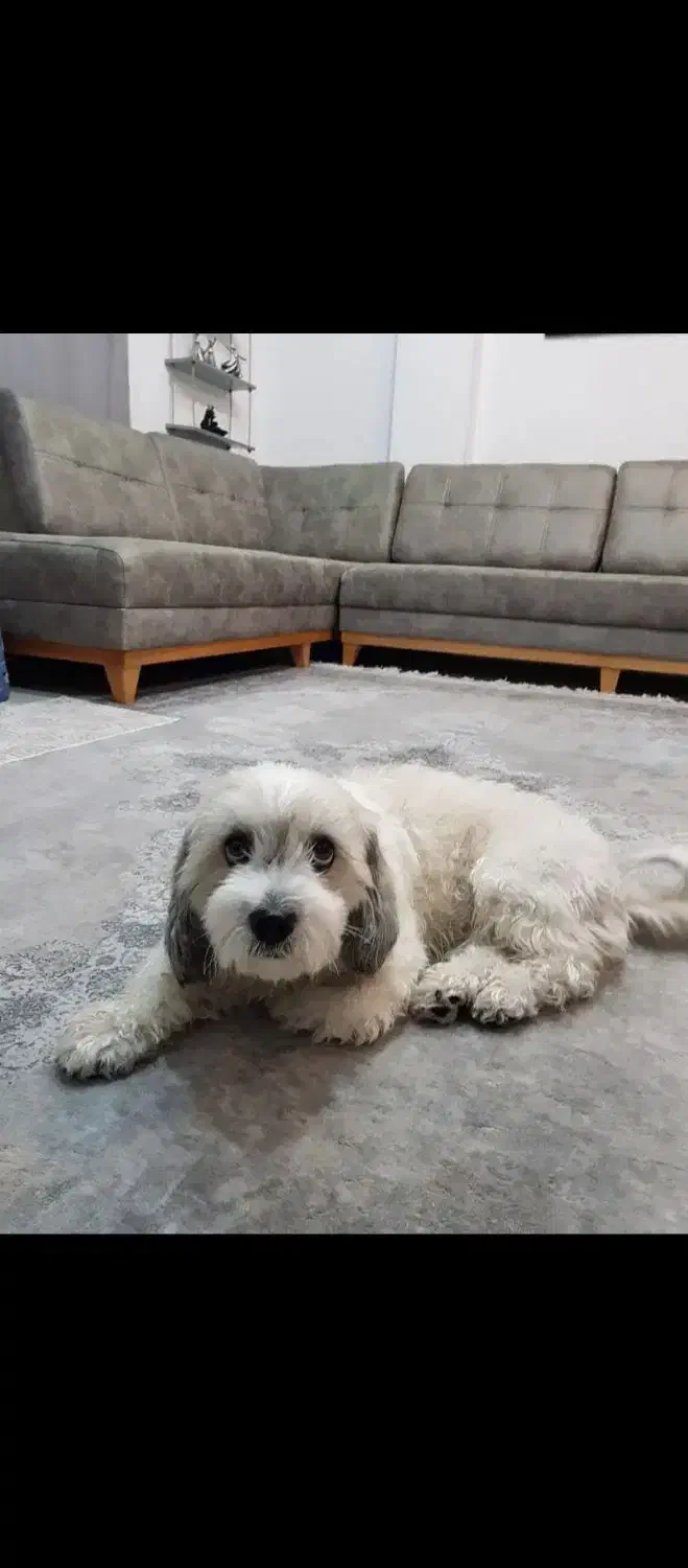 واگذاری|سگ|کیش, |دیوار