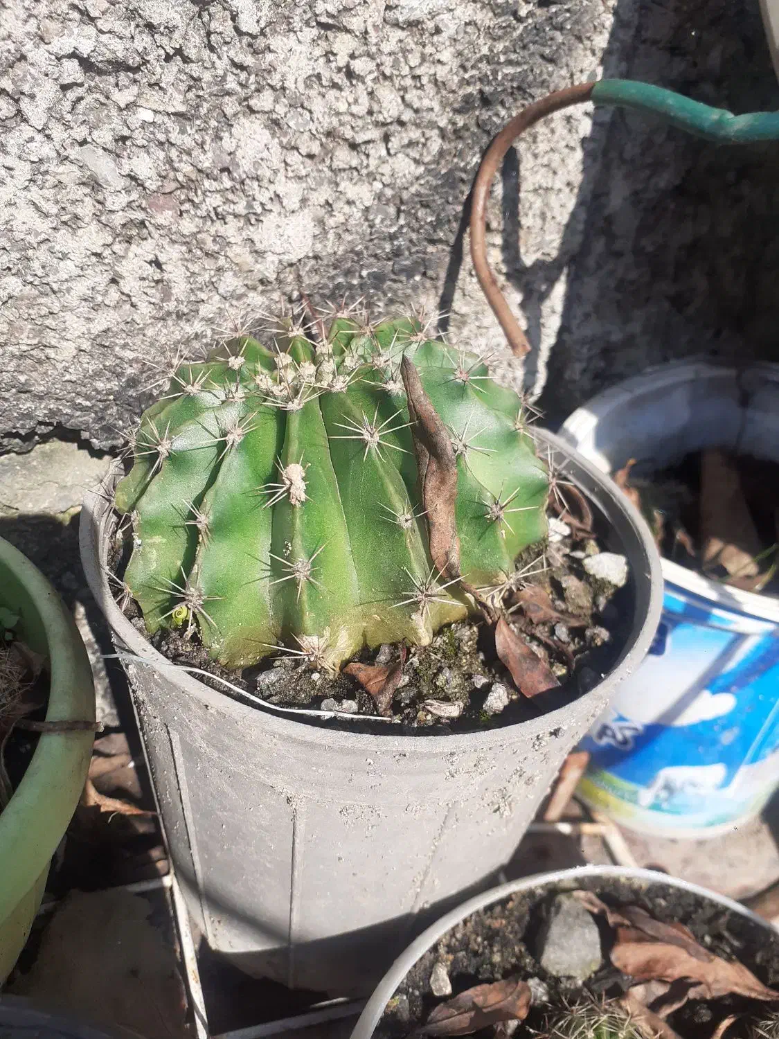 گل کاکتوس|گل و گیاه طبیعی|لاهیجان, خالو باغ|دیوار