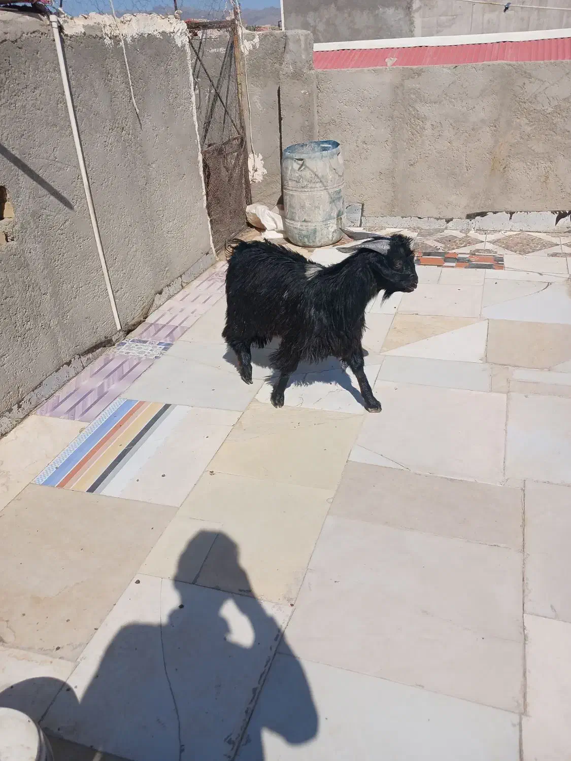 پاچن بهای|حیوانات مزرعه|سراوان, |دیوار