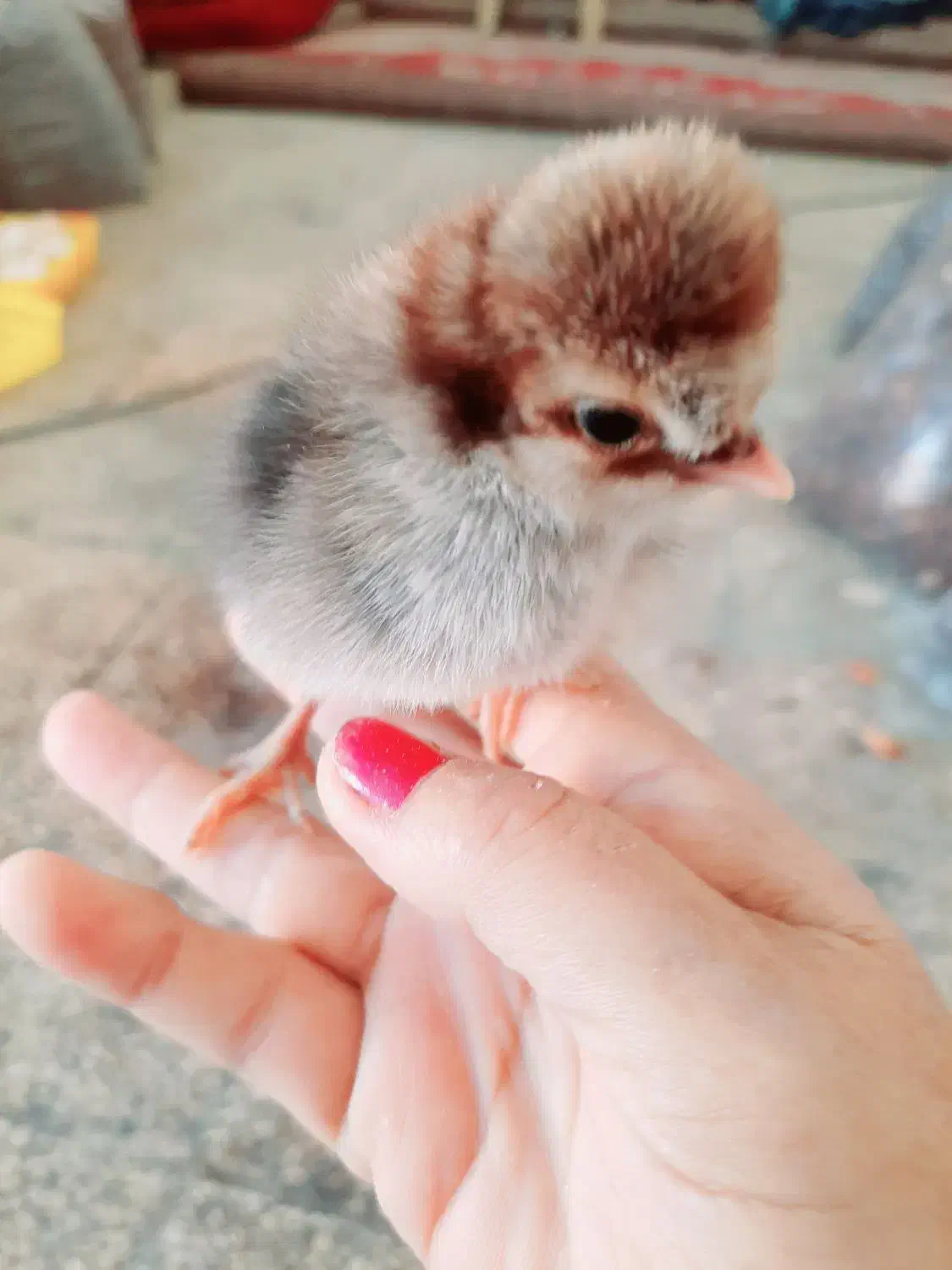 گالری از مرغ خروس جوجه محلی|حیوانات مزرعه|بهبهان, |دیوار