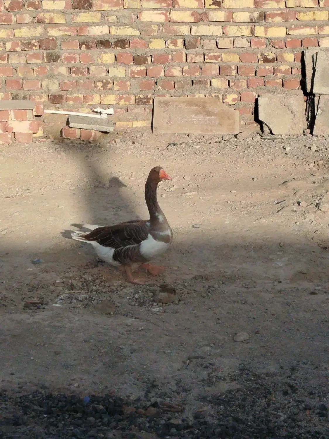 3تا بط صحیح و سالم با ضمانت تخم گذاری|حیوانات مزرعه|زابل, |دیوار