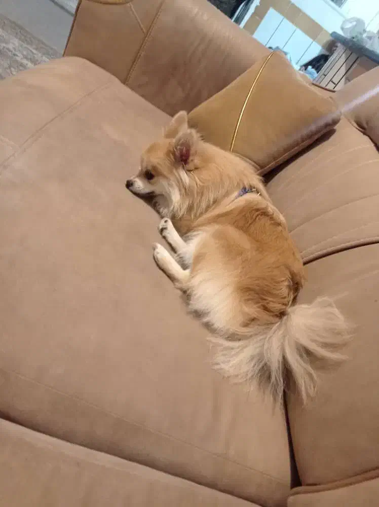 سگ پاپی ماده پامرانین|سگ|فلاورجان, |دیوار