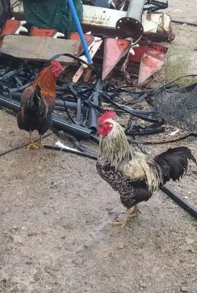 خروس|حیوانات مزرعه|زنجانرود, |دیوار