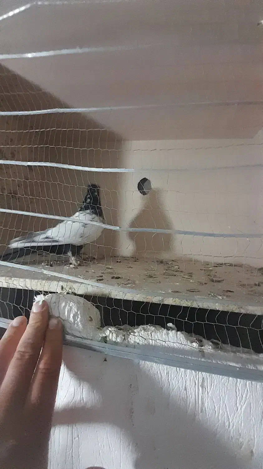 جفتی سرته درشت لون دار پرشتی|پرنده|سیلاخور, |دیوار