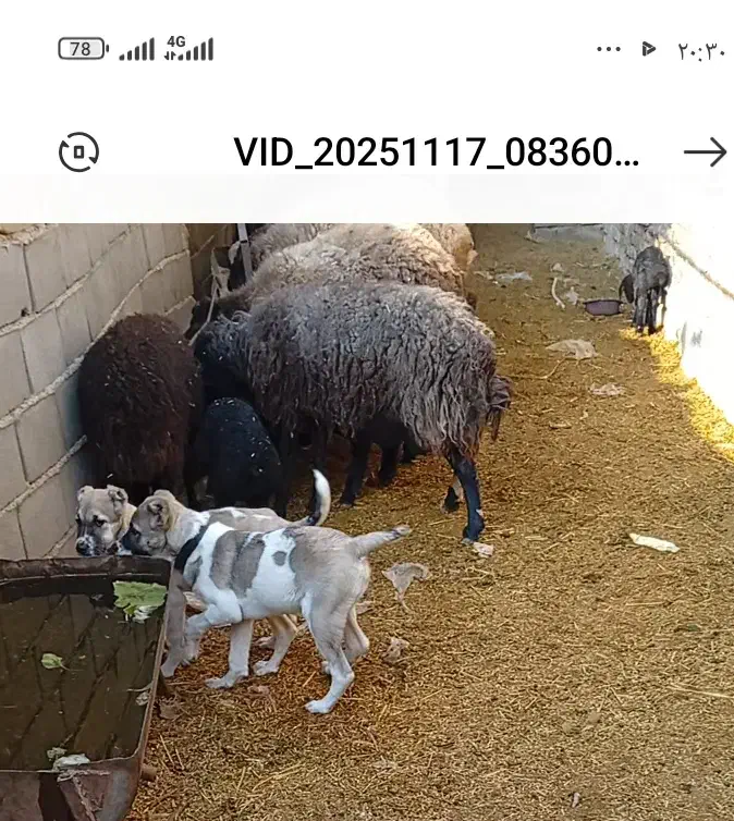 دوعدد توله سگ نژاد خراسانی|سگ|پیشوا, |دیوار