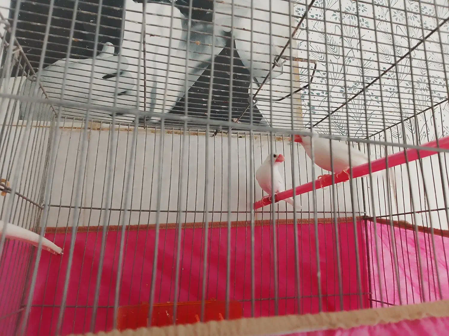 فنچ نرگسی|پرنده|شیروان (خراسان), |دیوار