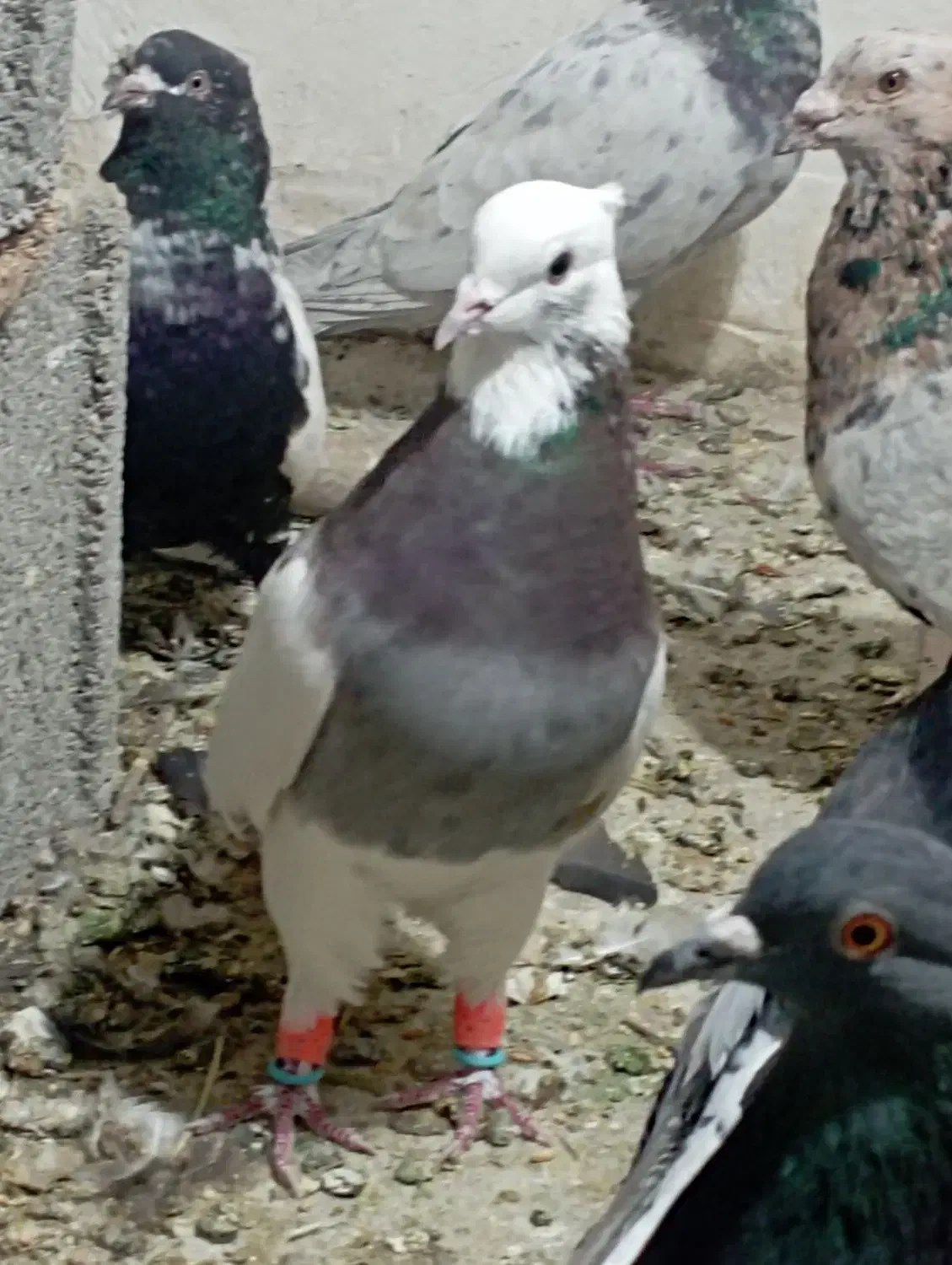 کفتر  طوقی اناری نر|پرنده|سیاخ دارنگون, |دیوار